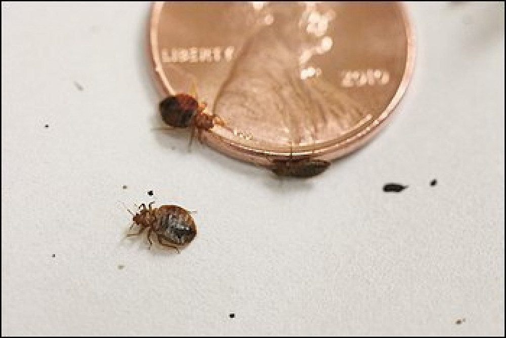 Bed Bug 911. How to get rid of Bed Bug