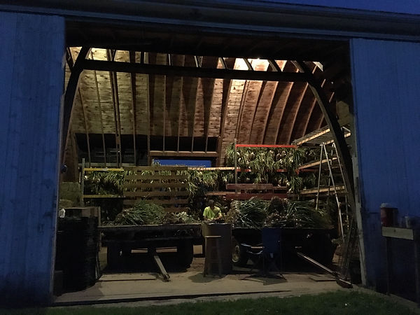 Prepping garlic for hanging late at night
