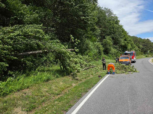 Baum blockiert Ausflugsstrecke