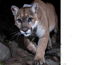 puma.png