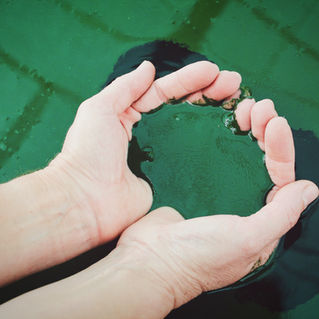 Magic components in CHLORELLA