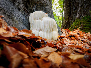 Unglaublicher Löwenmähnenpilz (Hericium Erinaceus)