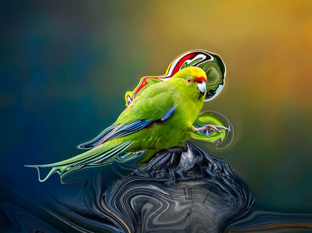Compositori - Kakariki excels at the art of directing the chorus with the guidance of colourful gestures.
