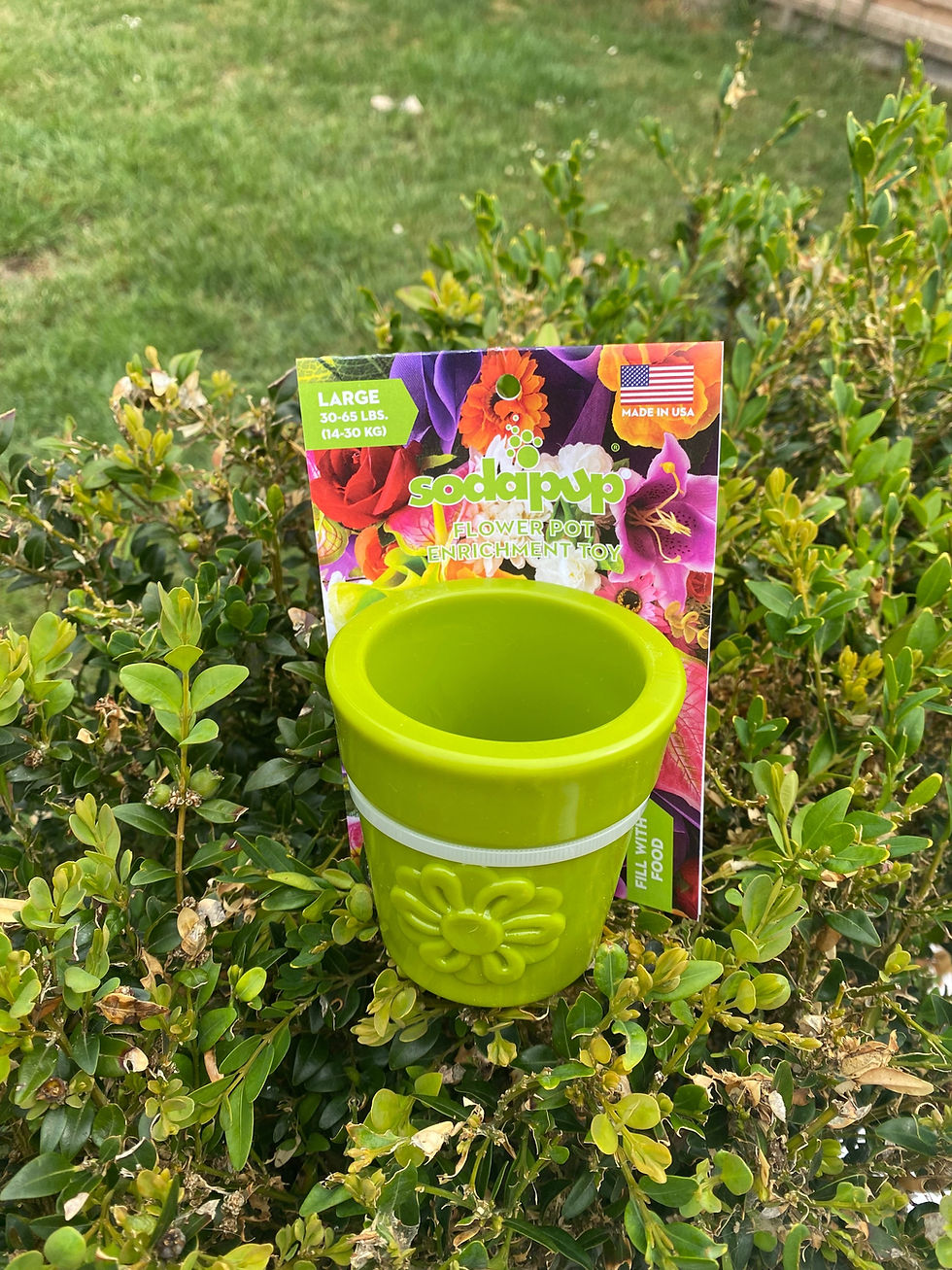 Thumbnail: Sodapup Flower Pot