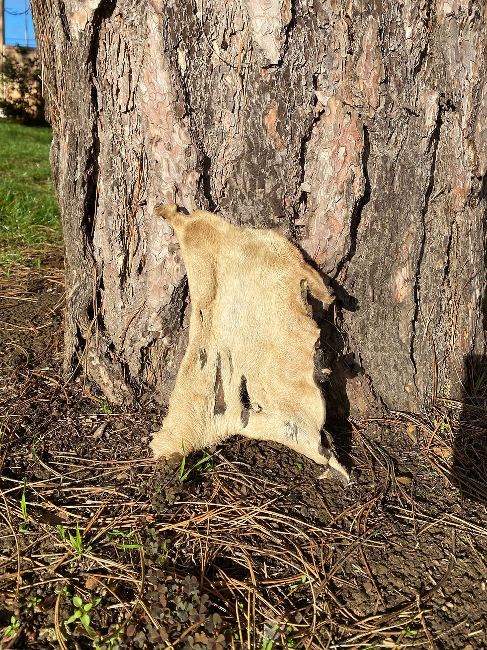 Thumbnail: XL Hairy Beef Skin