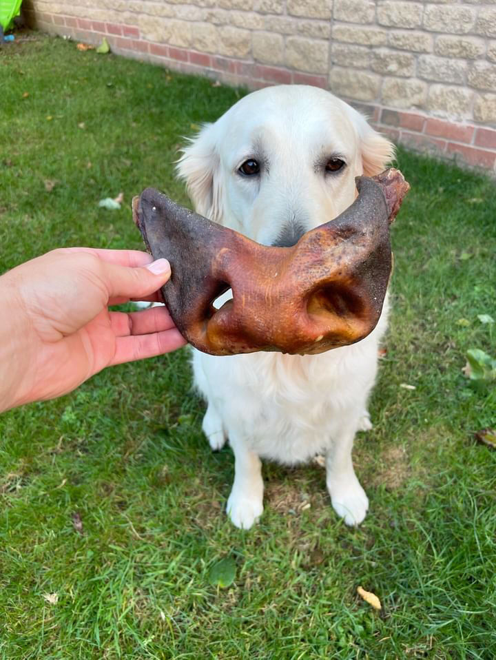 Thumbnail: Beef Snouts