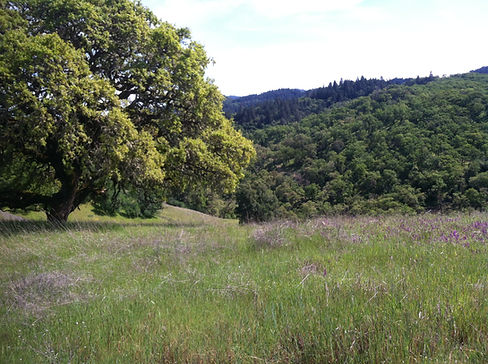 Late spring