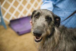 AKC Dog Show Grays Harbor Fairgrounds-24