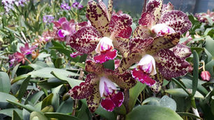 Santa Felicidade recebe exposição de orquídeas