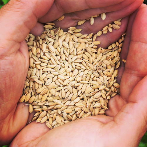 縄文黒米の種2025予約購入／150g単位！／自然農の種 | agridept