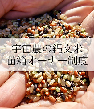 縄文米の苗箱オーナー
