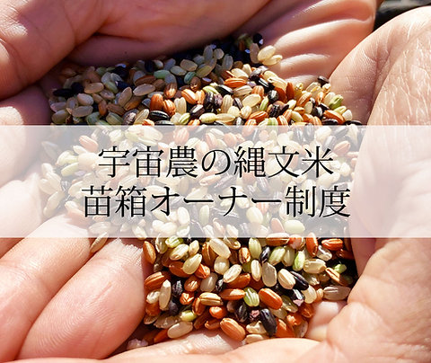 縄文米2026苗箱オーナー/縄文米20kg+オーナー特典付き/無肥料・無農薬「宇宙農」