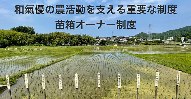 縄文米の苗箱オーナー