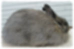 rabit