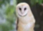 white-barn-owl