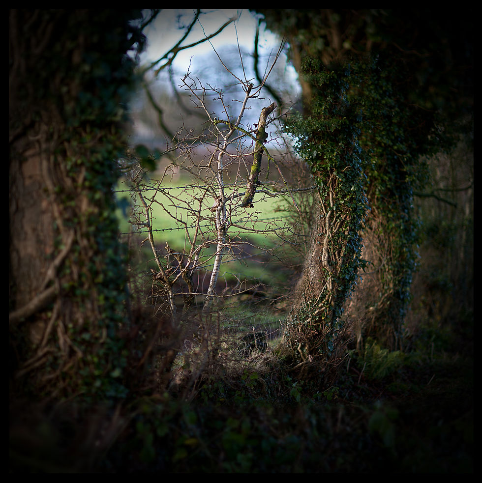 Thumbnail: Tir-na-nOg Series 12x12" prints