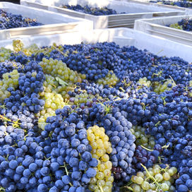 Syrah and Viognier grapes from Damiano, Placer County, Sierra Foothills