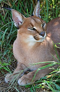 A Rooikat
