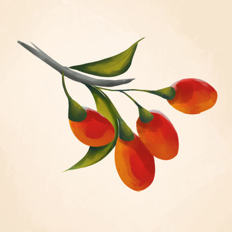 Goji Berry — Lycium barbarum