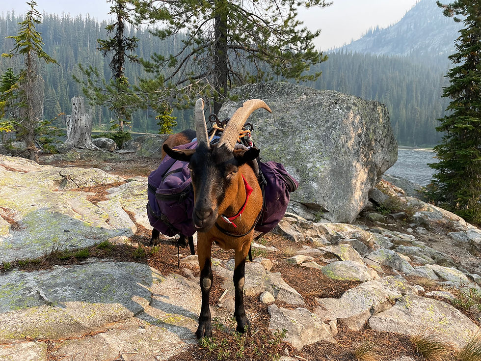 This is Rocky, who was born on our farm, Meadowlark Heritage Farm, living the dream of a pack goat!