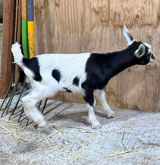 Sola, a Sable doeling, is walking in a barn