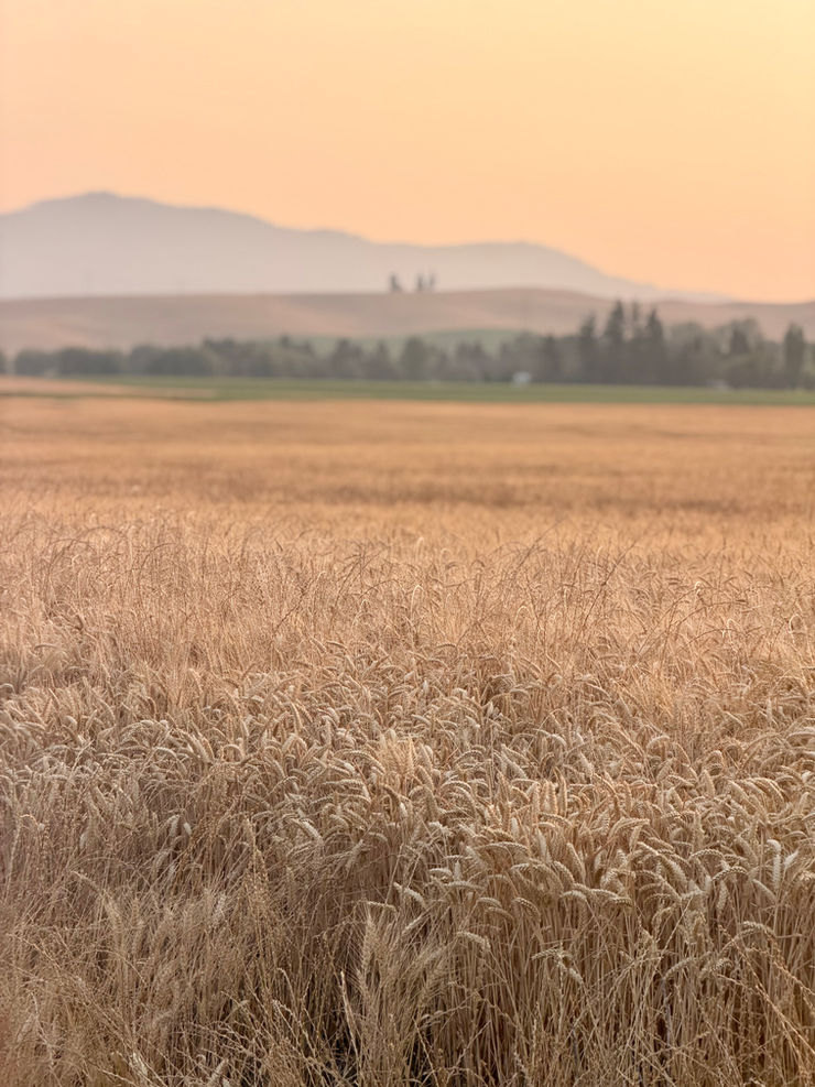 The rolling golden hills of the Palouse under a late summer sky during golden hour.