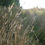 Thumbnail: wild grasses