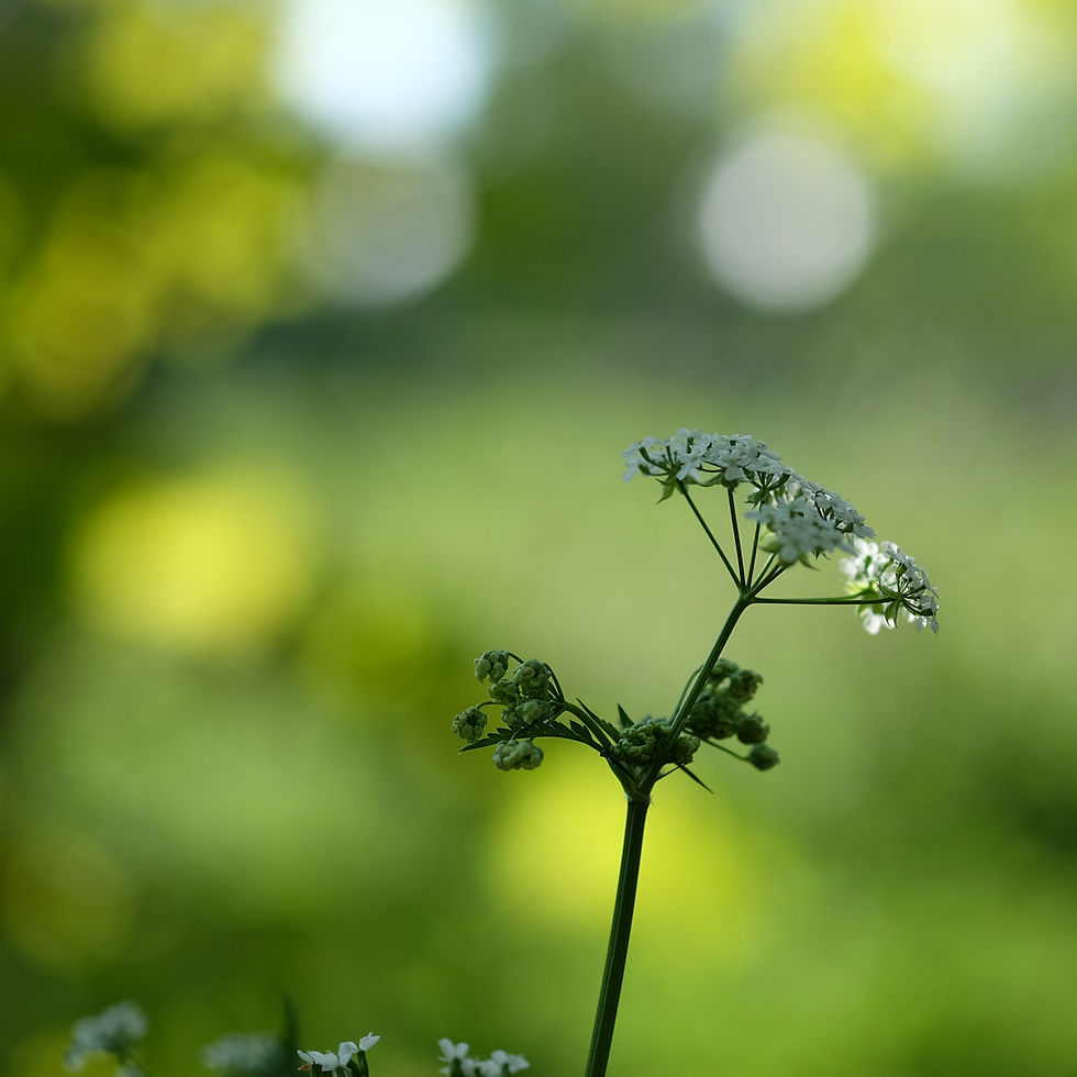 cowparsley flower