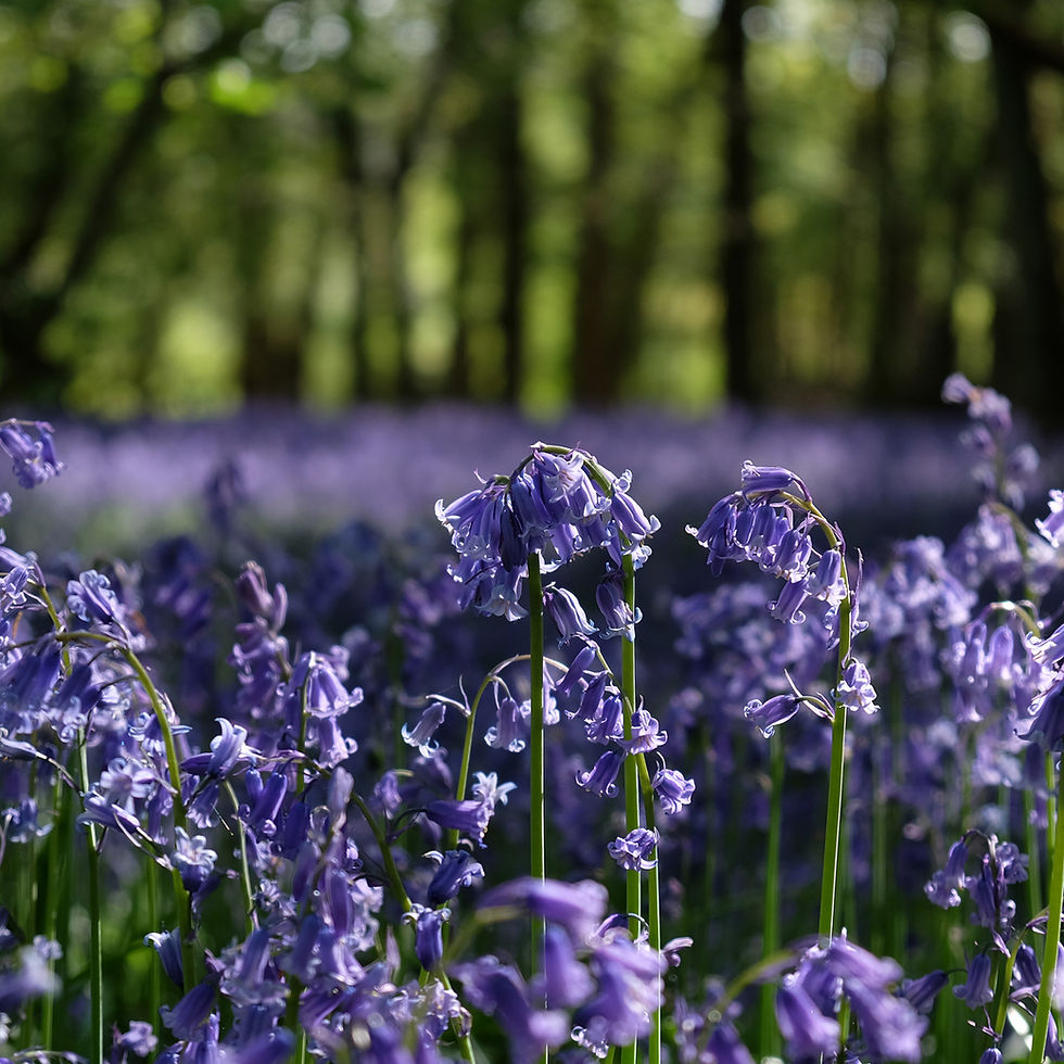 bluebell wood