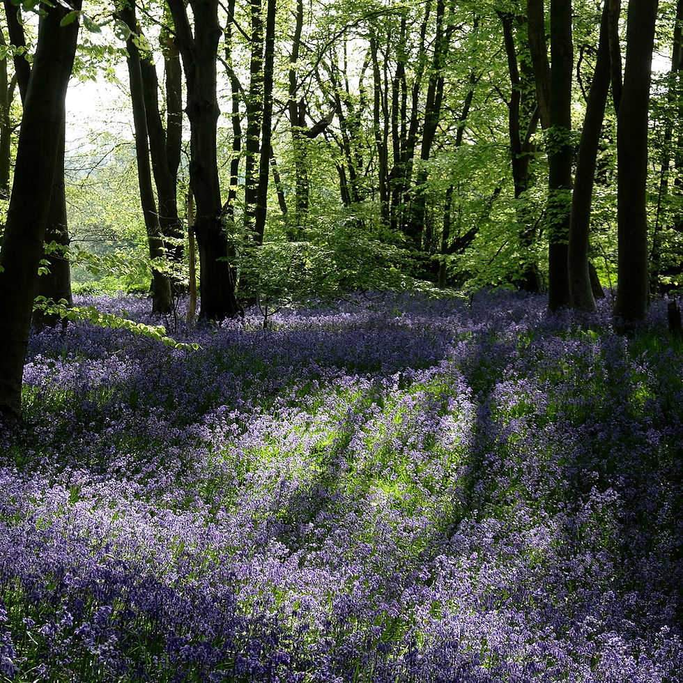 a bluebell glade in a wood