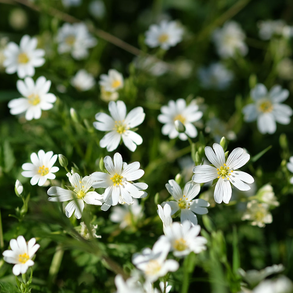 greater stitchwort flowers