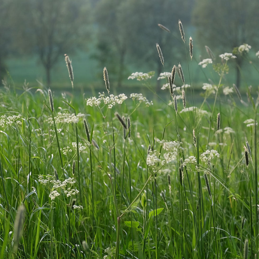 cowparsely and grasses