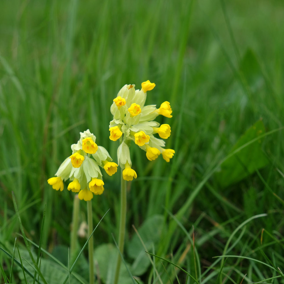 cowslips