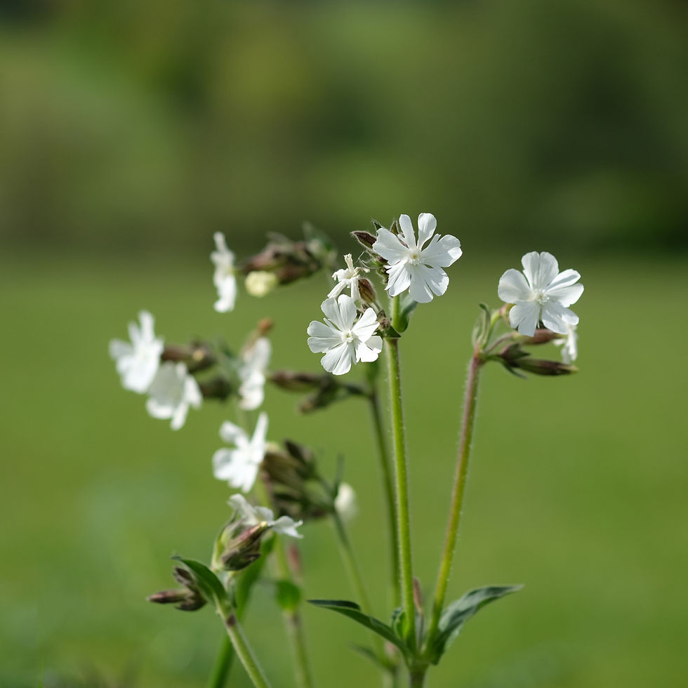 white campion flowers