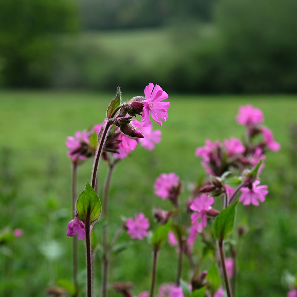 red campion flowers
