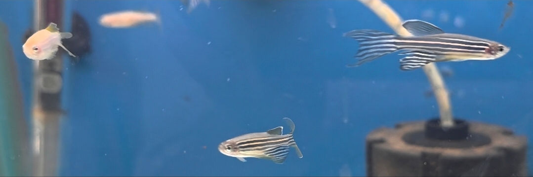 Assorted Longfin Danio