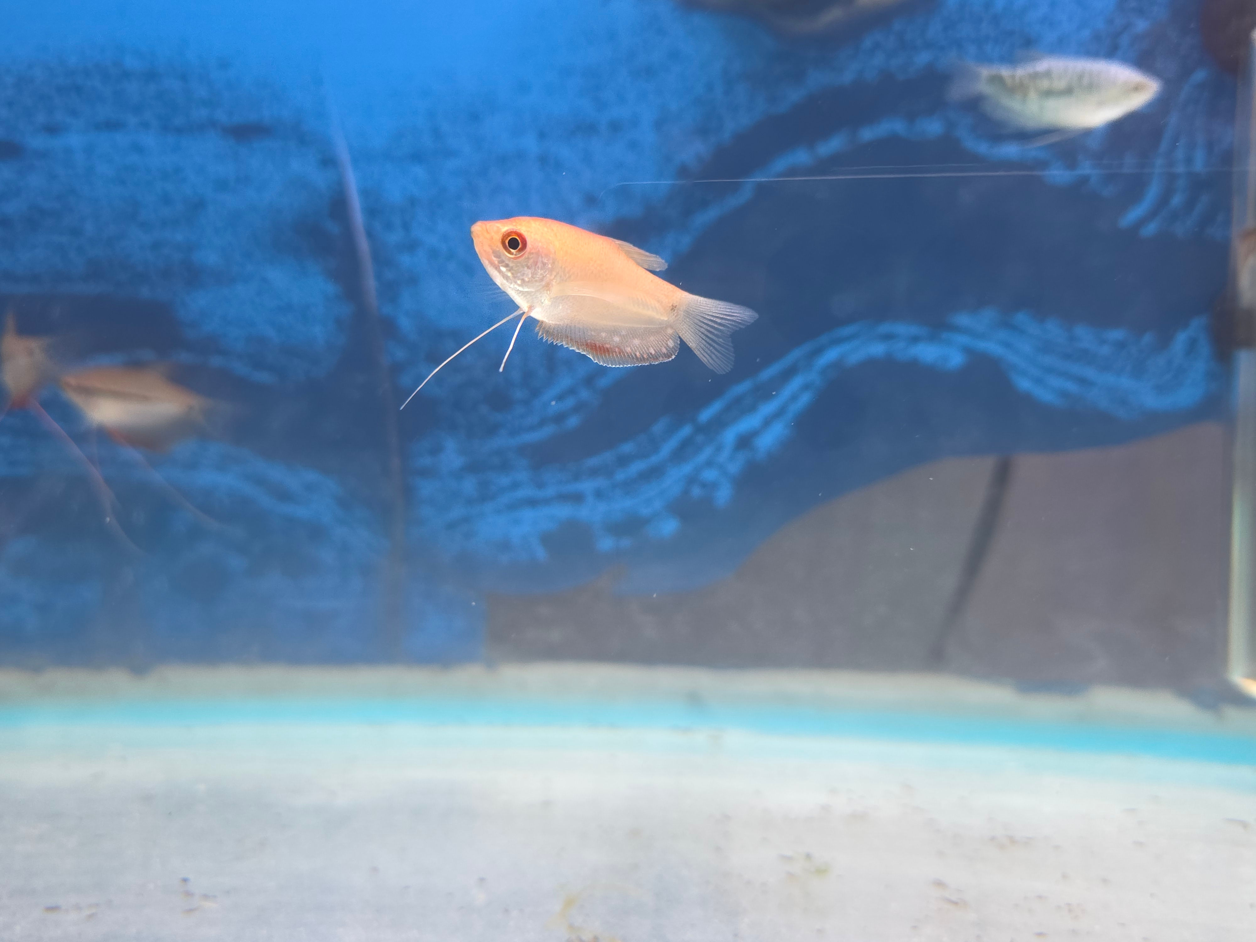 Gold Gourami