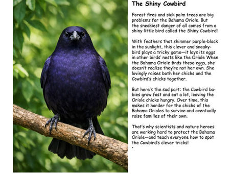 The Shiny Cowbird