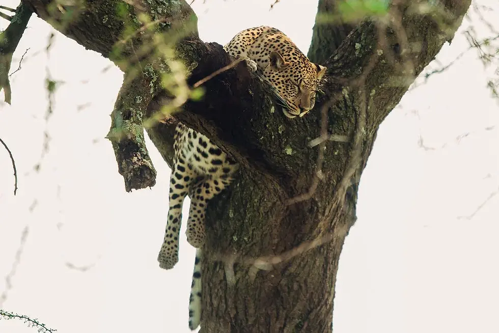 Best time for predators in the Serengeti
