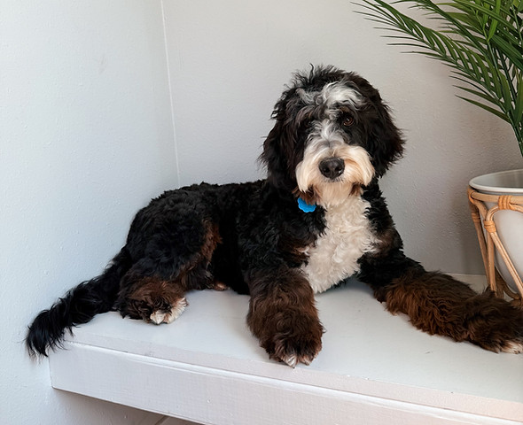Tri colored bernedoodle laying on a white bench by a plant