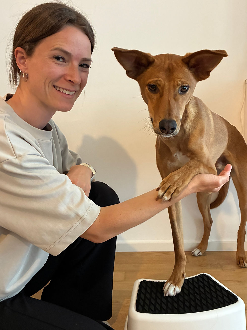 Physiotherapeutin Hund Training