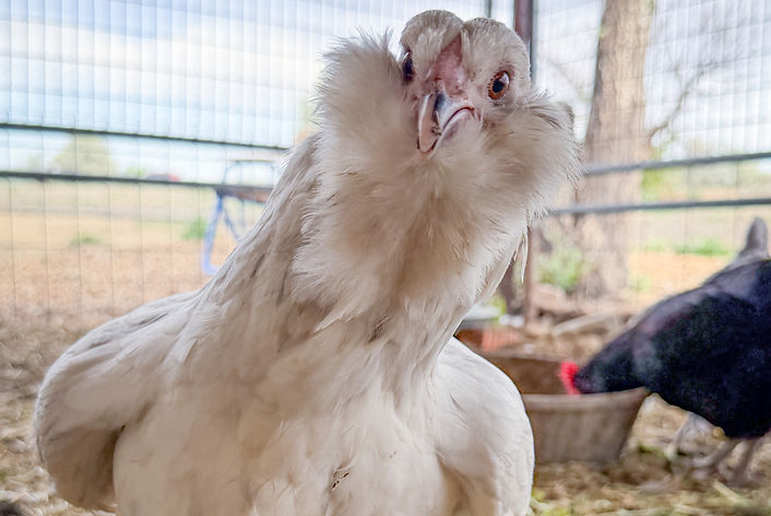 Hen_Solo2_edited.jpg