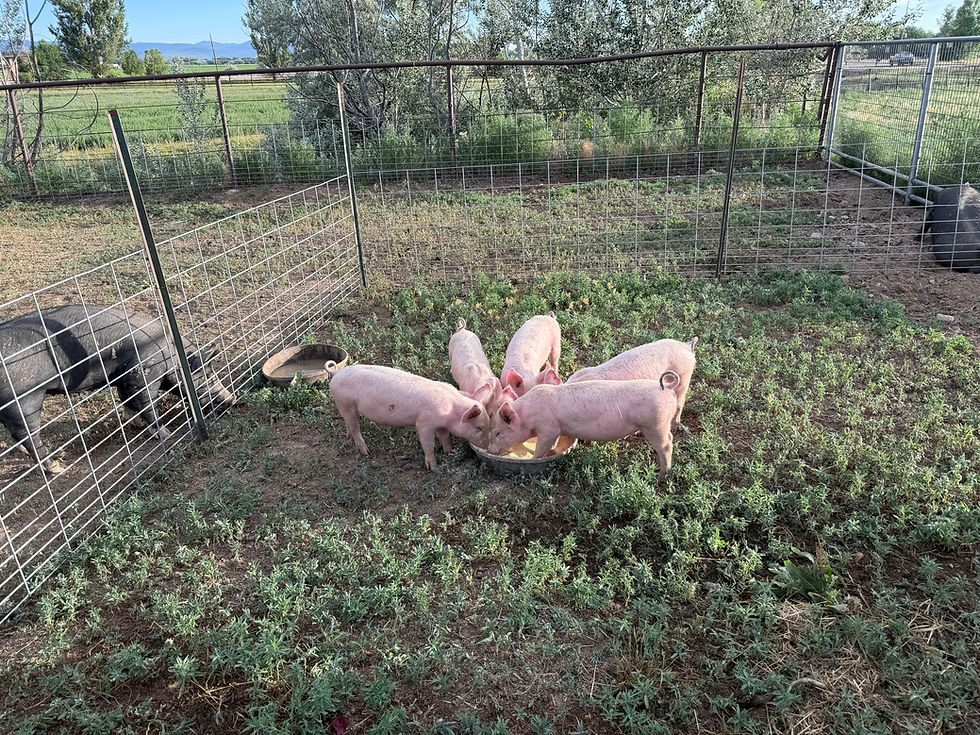 Taking orders for Sausage Tasters, Butcher Boxes and Whole Hogs! Text Lucy at 303 506 0657 for availability.  