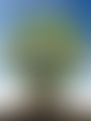 Meu Pé De Laranja Lima