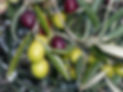 Olives.JPG