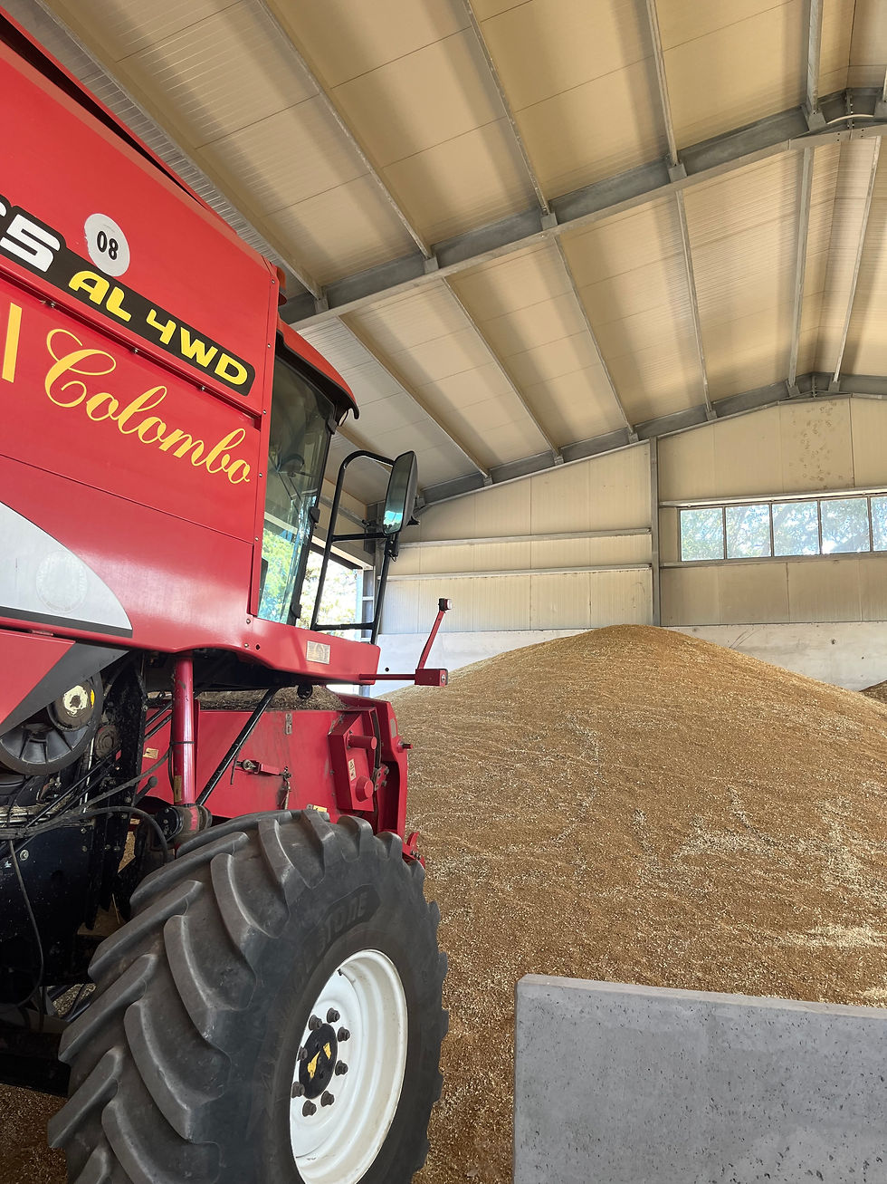 Hartweizen mit Traktor bei Pastaproduzenten