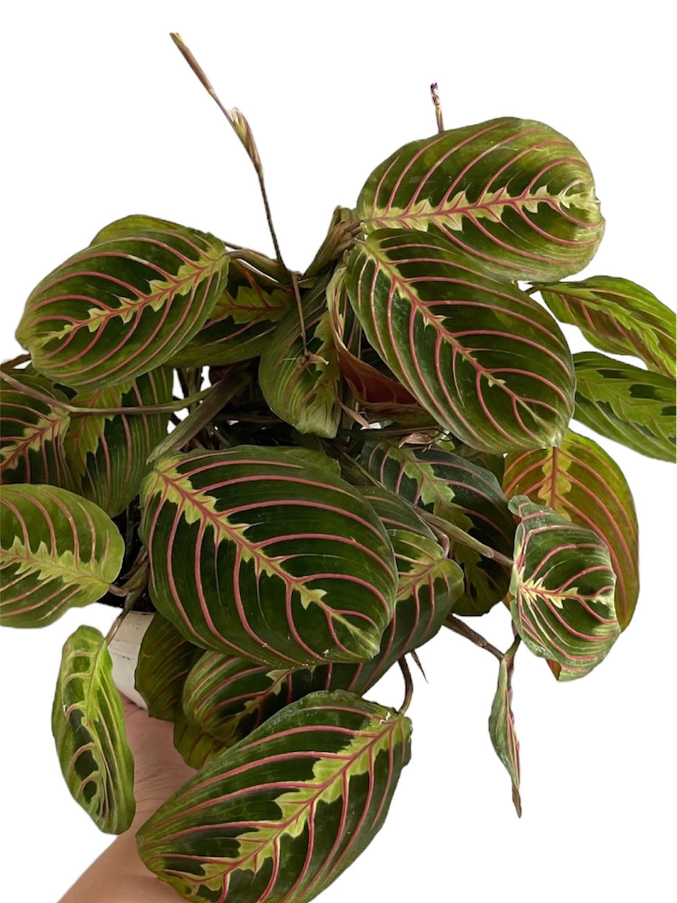 Thumbnail: Maranta leuconeura, Red Prayer Plant