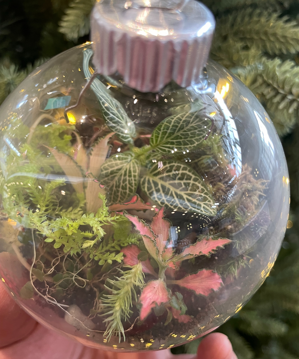 Fall and Winter Plant Workshops in Calgary: Seasonal Events Are Coming to YYC