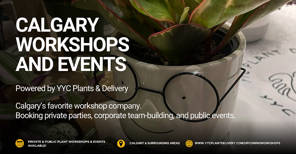 Finished plant arrangements from YYC Plants & Delivery hands-on workshop in Calgary AB