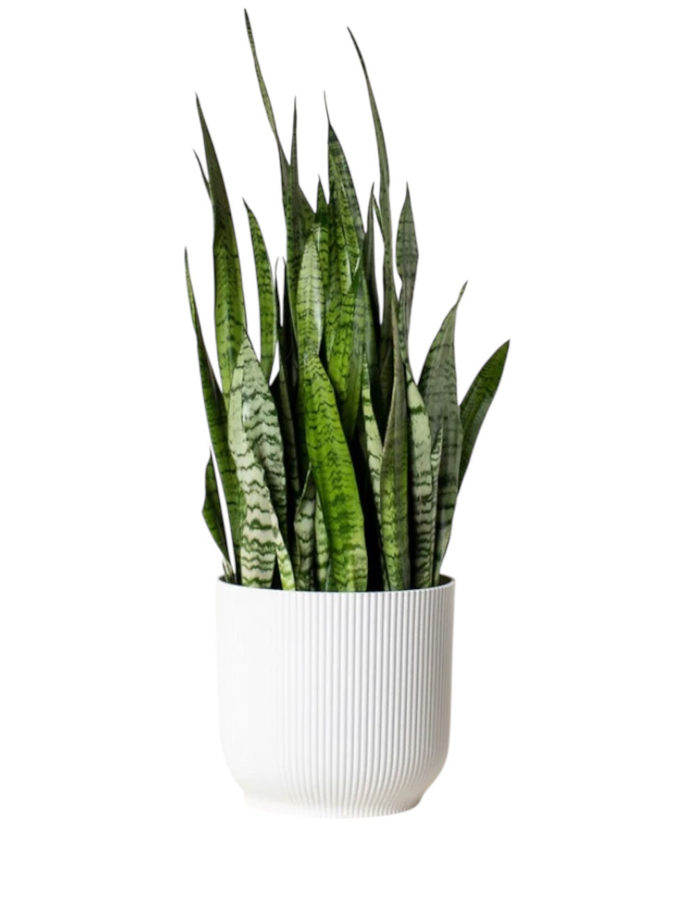 Large Potted Plant
